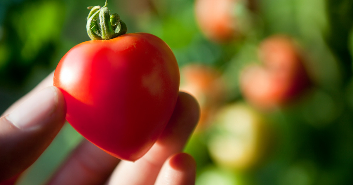 Выращивание томатов вполне сочетается с майнингом биткоинов